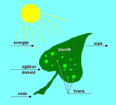 razlaga fotosinteze